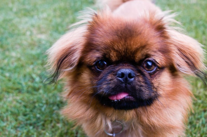 The Pekingese could be considered the ultimate lap dog. This breed likes peace and calm, so is perfect for a quieter home free of children. They also tend to form a particularly strong relationship with one particular person, creating a special bond.