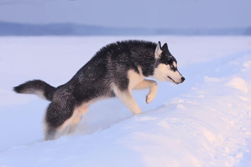 Used to pulling sleds over miles of icy tundra, the Siberian Husky is one of the most demanding dogs to own - but that doesn't seem to put of the thieves. A Husky costs an average of £856.80.