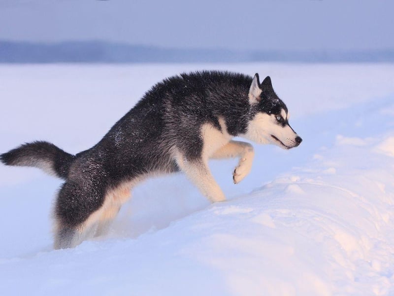 Used to pulling sleds over miles of icy tundra, the Siberian Husky is one of the most demanding dogs to own - but that doesn't seem to put of the thieves. A Husky costs an average of £856.80.