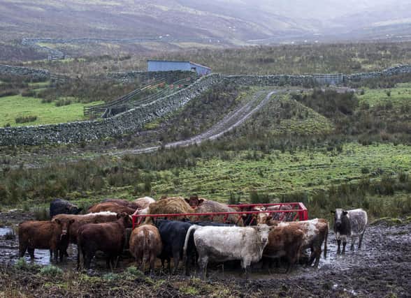 The Common Agricultural Policy has been a lifeline to Scottish agriculture for decades, but debate is raging over a new system of subsidies. Picture: Lisa Ferguson