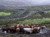 The Common Agricultural Policy has been a lifeline to Scottish agriculture for decades, but debate is raging over a new system of subsidies. Picture: Lisa Ferguson