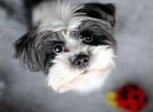 Much of your puppy's behaviour - including the way they look at you - has hidden meaning.