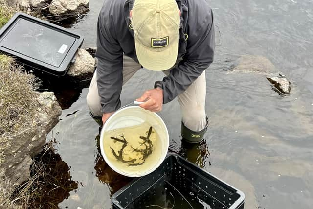 The three-year West Coast Tracking Project has already seen more than 2,300 smolts fitted with acoustic transmitters that allow each individual's movements to be monitored.  Picture: Atlantic Salmon Trust