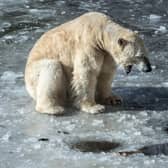As the world's ice melts, polar bears are increasingly struggling to find food (Picture: Paul Zinken/DPA/AFP via Getty Images)