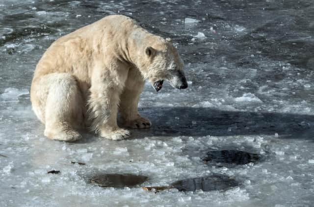 As the world's ice melts, polar bears are increasingly struggling to find food (Picture: Paul Zinken/DPA/AFP via Getty Images)