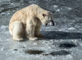As the world's ice melts, polar bears are increasingly struggling to find food (Picture: Paul Zinken/DPA/AFP via Getty Images)