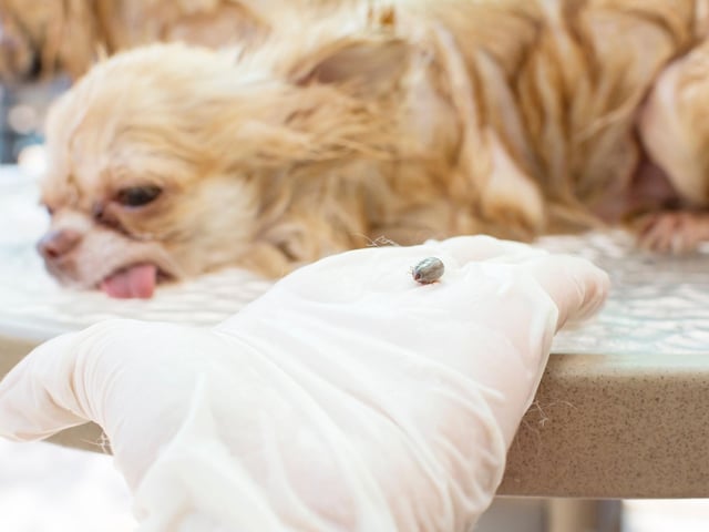 Before tick season gets into full swing, make sure your dog is protected and you are prepared. Ticks and other biting bugs hide in long grass and love to latch onto pet’s and people’s skin. Ticks can carry diseases, such as Lyme disease, so check your dog for them if you go for a grassy walk and if they have one, either remove it yourself or take them to the vet as soon as possible.