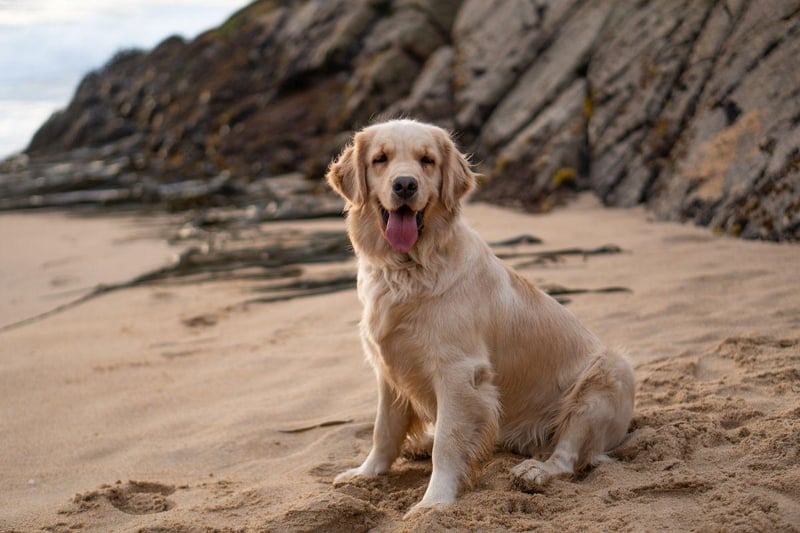 One of the most popular and gregarious breeds of dog, the Golden Retriever was first bred by Sir Dudley Marjoribanks at his Scottish Highland estate in the late 19th century. It was bred to be a soft mouthed dog, meaning it would be able to collect felled birds without damaging them.
