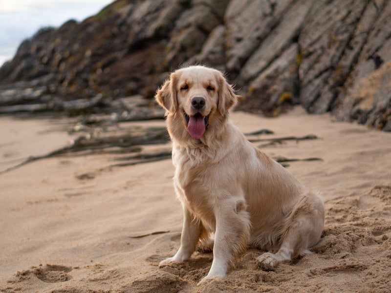 One of the most popular and gregarious breeds of dog, the Golden Retriever was first bred by Sir Dudley Marjoribanks at his Scottish Highland estate in the late 19th century. It was bred to be a soft mouthed dog, meaning it would be able to collect felled birds without damaging them.