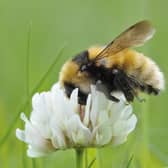 A great yellow bumblebee 