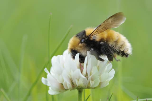 A great yellow bumblebee, one of the rarest bumblebees in the UK