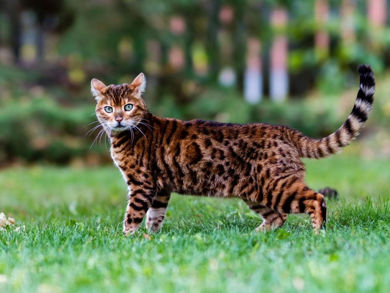 An striking Bengal is a breed created from hybrids of the spotted Egyptian Mau and the Asian Leopard Cat. A Bengal kitten will cost around £1,060, making it the UK's third most expensive cat.