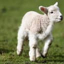 New Zealand lamb