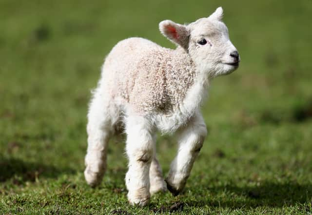 New Zealand lamb