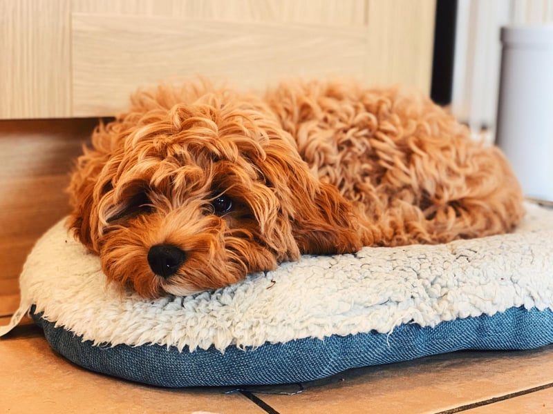 A cross between the Poodle and the Cavalier King Charles Spaniel, Cavapoos have become increasingly popular since they started being deliberately bred in the 1990s. The result is a very cute hypoallergenic lap dog.