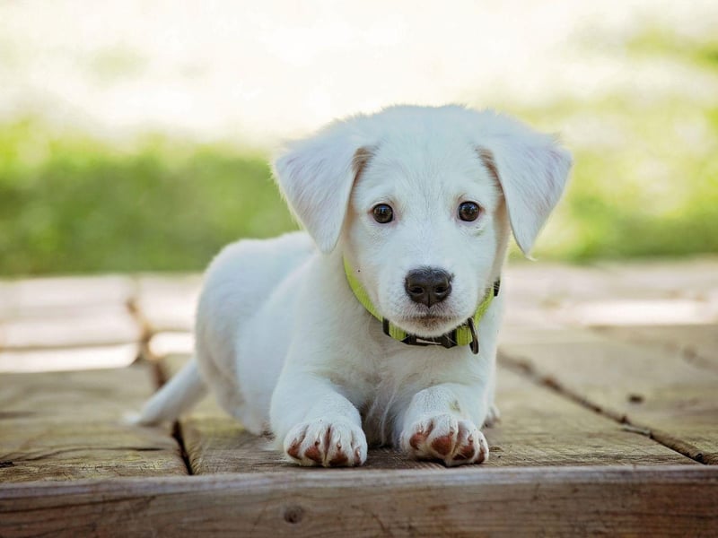 Completing the top 10 of the world's most popular female names for dogs is Nina. It is derived from a Hebrew word meaning 'god was gracious'.