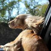 If you're looking for a road trip that's a real pet paradise, this route has everything you, and your dog, needs.