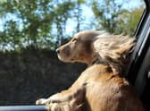 If you're looking for a road trip that's a real pet paradise, this route has everything you, and your dog, needs.