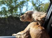 If you're looking for a road trip that's a real pet paradise, this route has everything you, and your dog, needs.