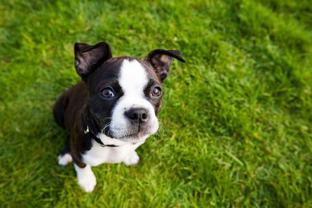 Our list is rounded off with yet another dog with a flat face - the Boston Terrier is three times more likely to develop heatstroke compared to the Labrador Retriever.