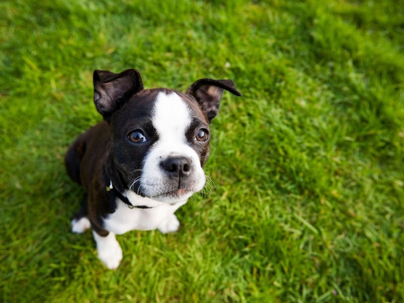Our list is rounded off with yet another dog with a flat face - the Boston Terrier is three times more likely to develop heatstroke compared to the Labrador Retriever.