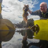 Seaweed Enterprises CEO Pete Higgins attending his first harvest on the coast of Fife. Picture: Mike Wilkinson