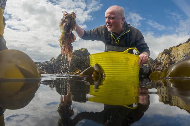 Seaweed Enterprises CEO Pete Higgins attending his first harvest on the coast of Fife. Picture: Mike Wilkinson