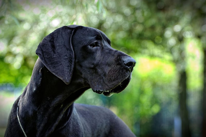 Weighing up to 180 pounds, Great Danes might not seem an obvious choice for the office. But, despite their enormous size, they’re actually known for being quiet and gentle. Ideal, then, if your day is chock-full of meetings and calls – providing you have plenty of space for them to lounge around!