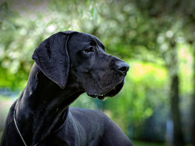 Weighing up to 180 pounds, Great Danes might not seem an obvious choice for the office. But, despite their enormous size, they’re actually known for being quiet and gentle. Ideal, then, if your day is chock-full of meetings and calls – providing you have plenty of space for them to lounge around!