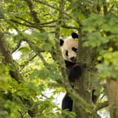 The panda enclosure at Edinburgh Zoo
