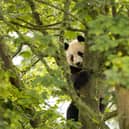 The panda enclosure at Edinburgh Zoo