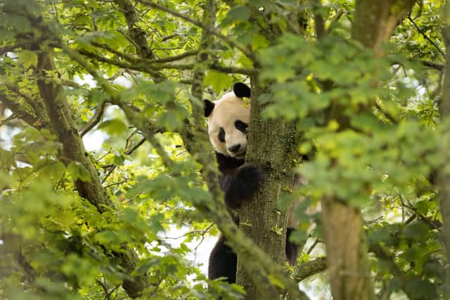 The panda enclosure at Edinburgh Zoo