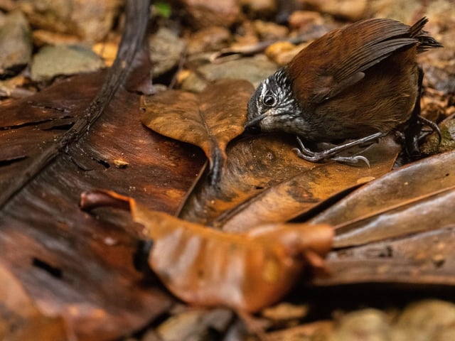 The listening bird by Nick Kanaki, winner of the Behaviour: Birds category at the Wildlife Photographer of the Year competition. An exhibition of the top images submitted to the competition opens at the Natural History Museum in London on October 14, before going on a UK and international tour.