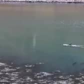 A long-finned pilot whale is pictured circling near the Isle of Harris in the Outer Hebrides.