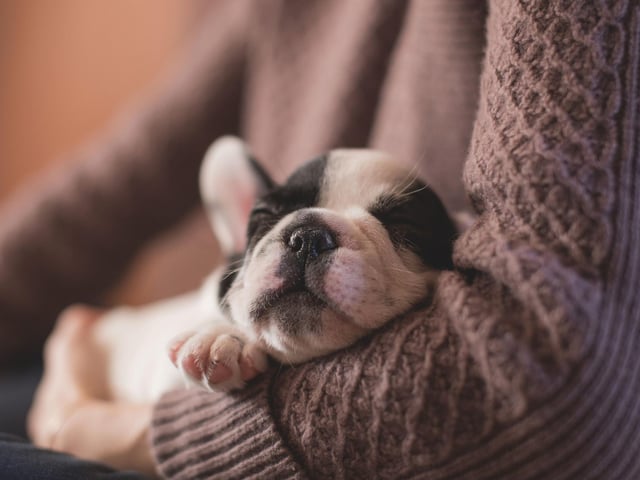 Completing the top five most popular boy Scottish dog names of the last year is Basil. It's an Arabic name meaning 'royal'.