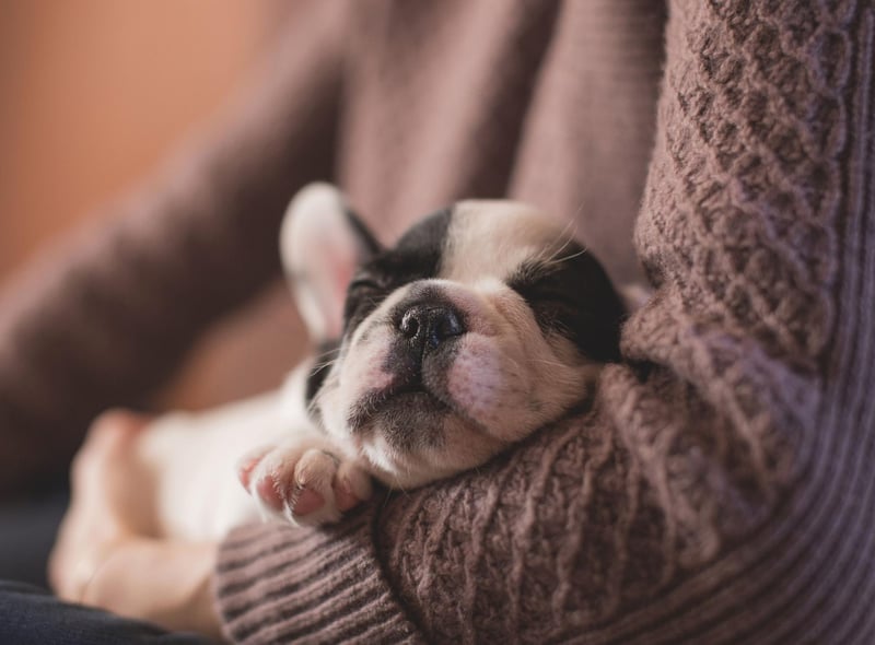 Completing the top five most popular boy Scottish dog names of the last year is Basil. It's an Arabic name meaning 'royal'.