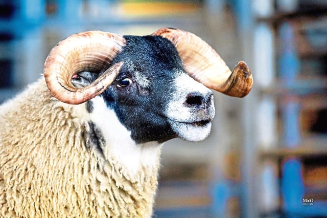 A Blackface breed