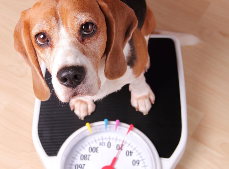The Beagle has been bred to have a great sense of smell in order to track animals for hunters. Today, this olfactory talent is mainly used to track down any scrap of food it can gobble up. Best make sure your bins are well-secured if you have a Beagle.