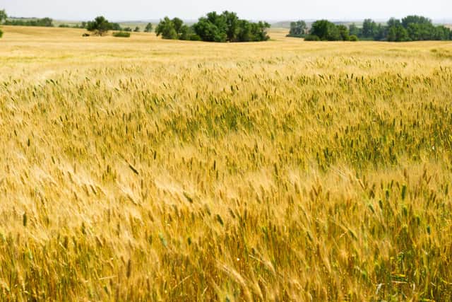 A wheat field near Tioga, North Dakota (Picture: Karen Bleier/AFP via Getty Images)