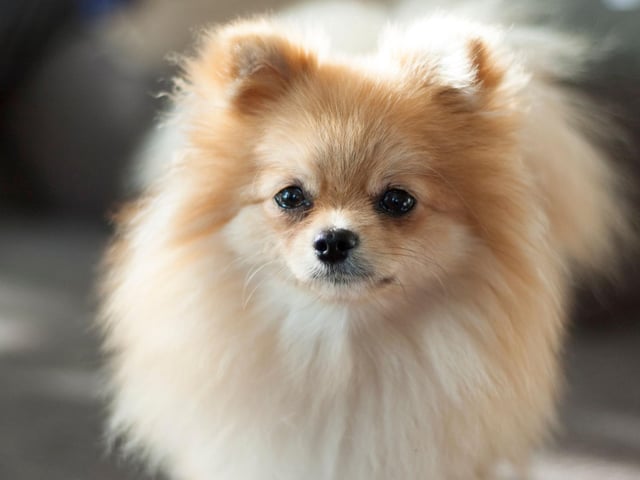 Fluffy Pomeranians, named after a region on the border of Poland and Germany, tend to live for between 12 and 16 years.