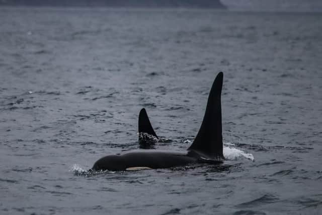 The whales in southern Norway were last seen in Scotland’s west coast in 2018 (Photo: Asmund Aasheim).