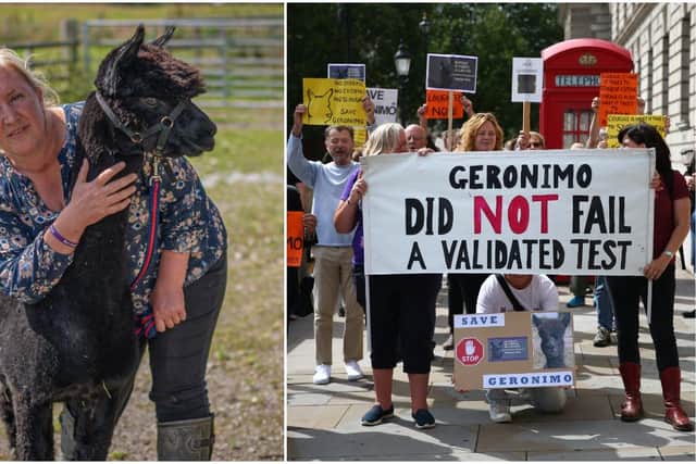 Helen Macdonald imported Geronimo the alpaca from New Zealand in 2017. Now people are protesting for him to be saved (PA Media)