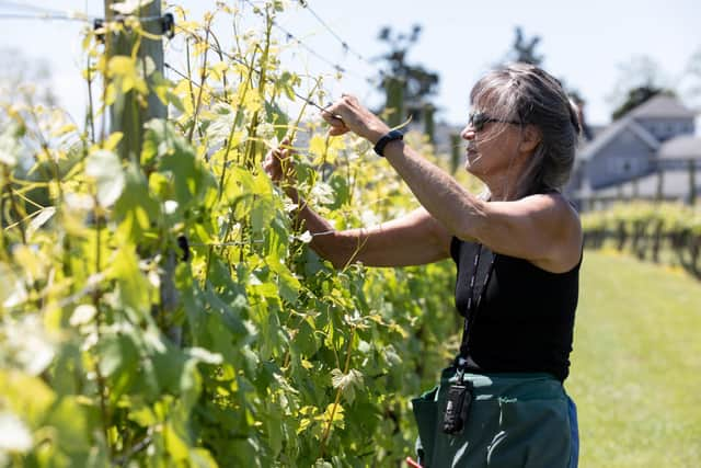 PIcking grapes at the Cascia Winery. Pic: Jill Jasuta