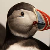 Puffins' multi-coloured beaks are unmistakeable (Picture: David Cheskin/PA)