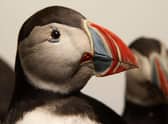Puffins' multi-coloured beaks are unmistakeable (Picture: David Cheskin/PA)