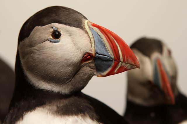 Puffins' multi-coloured beaks are unmistakeable (Picture: David Cheskin/PA)