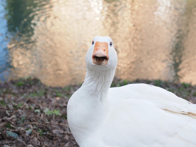 Honking can refer to the sound a Goose makes or something you do in your car when you've got road rage, meanwhile honking in Scotland can mean it's really stinky e.g., your shoes are honking, throw them out.