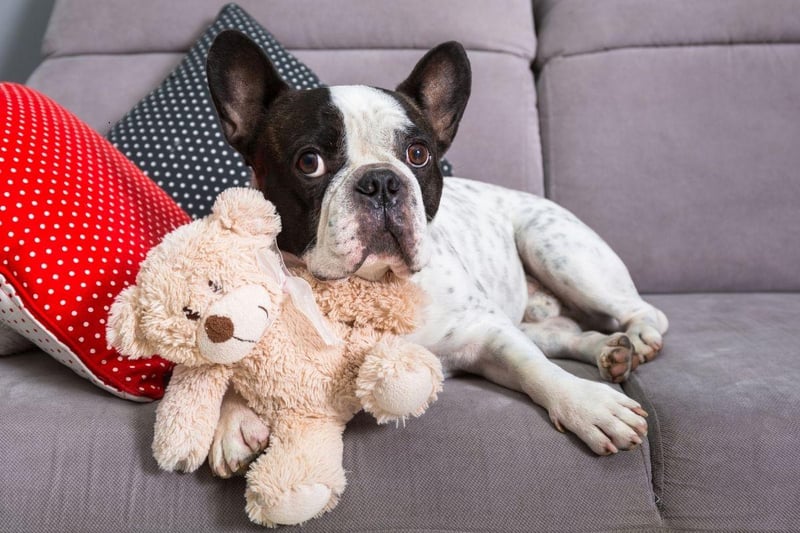 The French Bulldog is currently the second most popular dog in the UK and is perfect for flat dwellers. They require little exercise, love being in close quarters with their owners and bark very little.