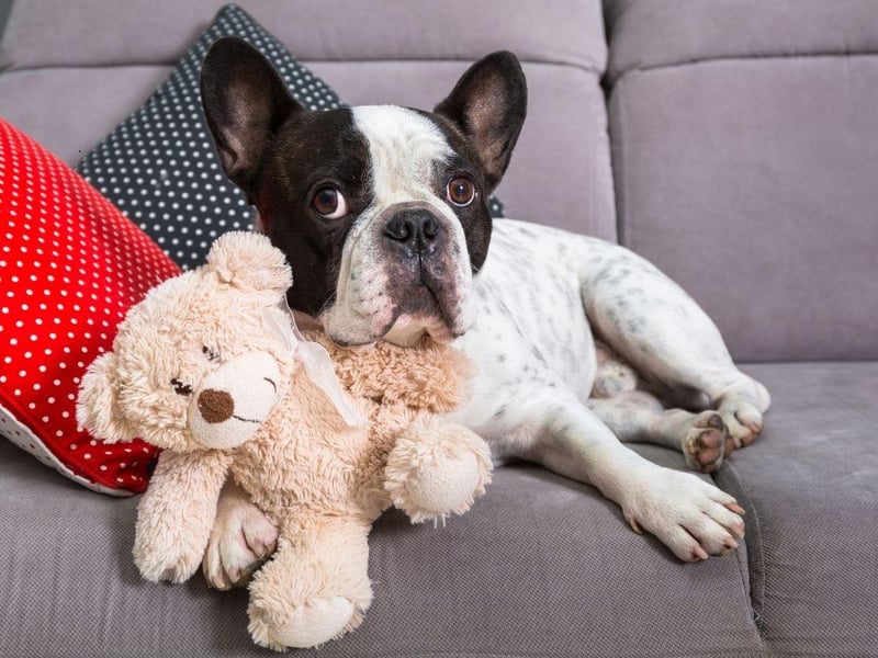 The French Bulldog is currently the second most popular dog in the UK and is perfect for flat dwellers. They require little exercise, love being in close quarters with their owners and bark very little.