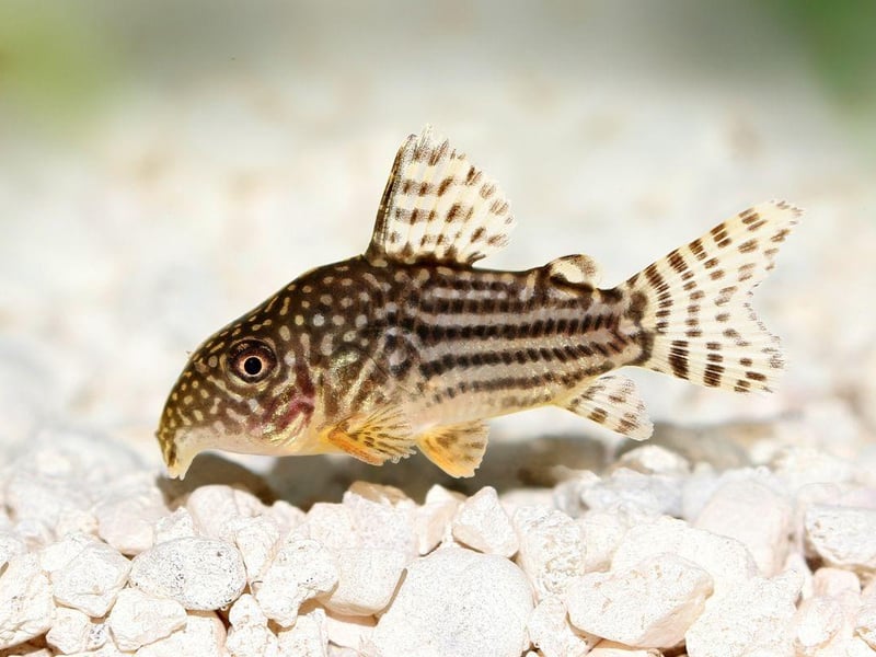 It's always good to have a helping hand with cleaning your tank and that's exactly what the Corydoras Catfish offers. It's a bottom feeding species that will happy clean up any food that has dropped to the bottom of the tank. Native to South America and Central America, they get on very well with other species of fish and are rarely aggressive.